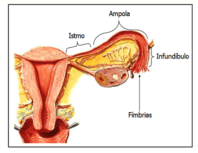 Trompas de falopio