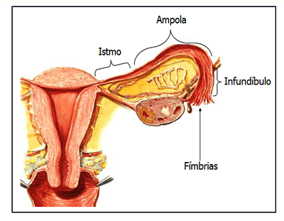 saludfemeninaintegral.com